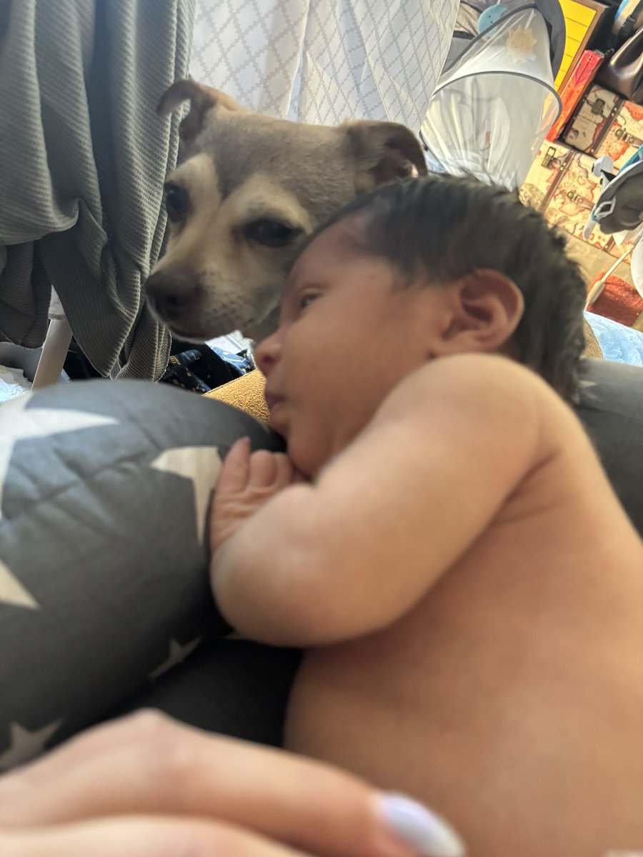 SivvySav's tweet photo. Whenever I leave my baby unattended my chihuahua clocks in which really surprises me as I thought she’d take time to get used to him but that’s legit her baby https://t.co/2gbFq2ACTD