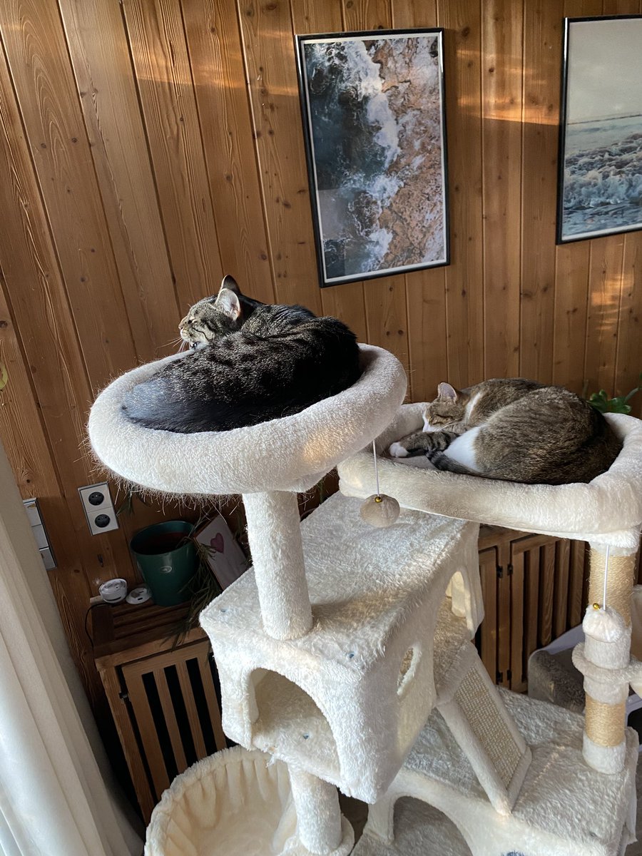 Darkcynn's tweet photo. @BasoStream Schlingel (Dunkel) &amp; Poppy (hell) 😻 https://t.co/F1KjbdFDNx