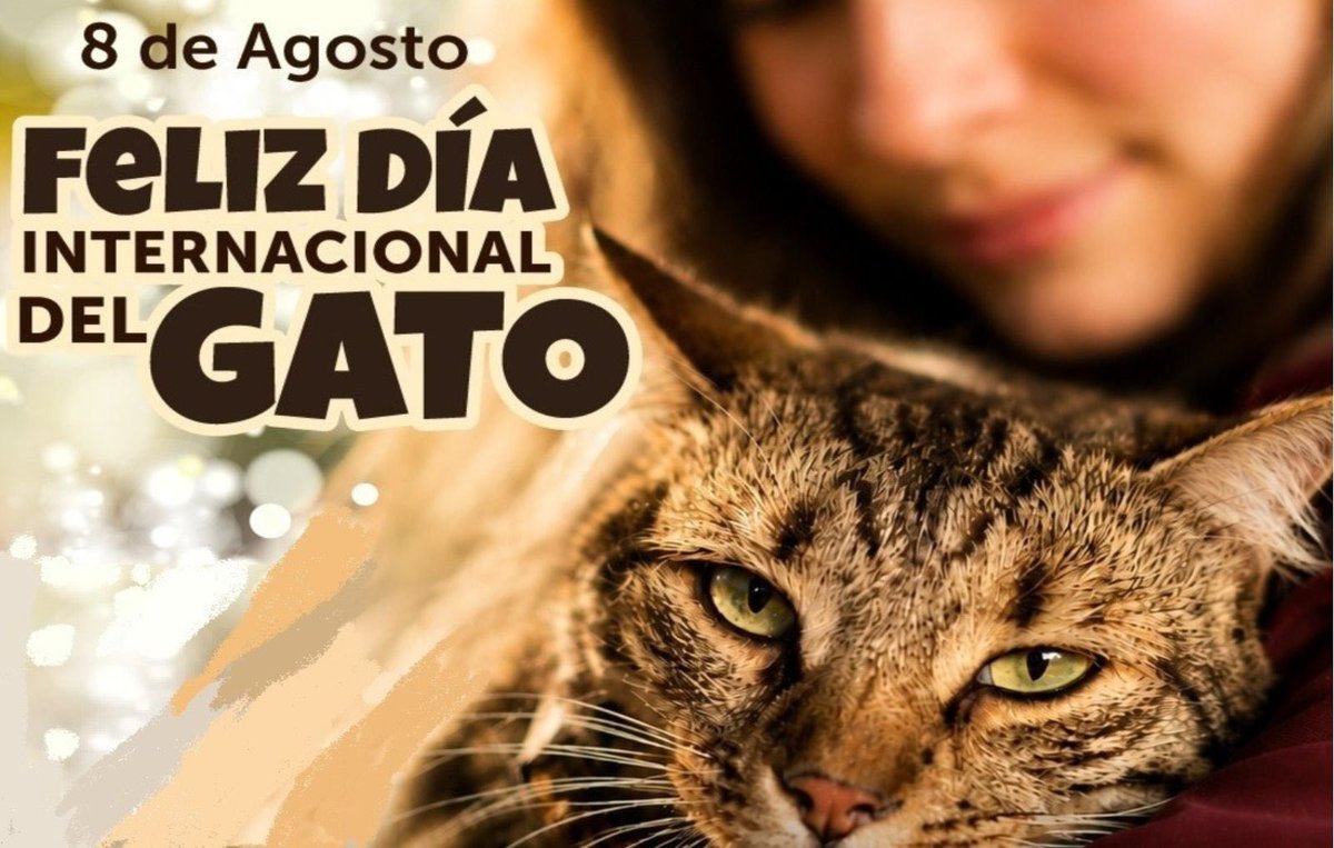 AnimalesBOG's tweet photo. #Noticia | En el Día Internacional del Gato, el amor también se demuestra dando una segunda oportunidad.

Conoce la historia de Mona, una gata rescatada que encontró un hermoso hogar, y súmate también a adoptar.

🔗 https://t.co/7V9QhLppkC https://t.co/xCTLtWqlS0