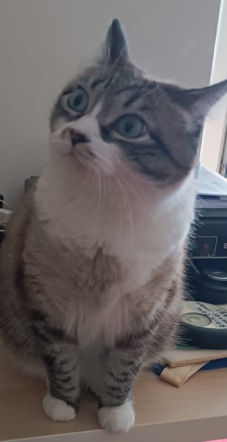 lolajimenez71's tweet photo. #DiaInternacionalDelGato https://t.co/7gs7DwWOUH
