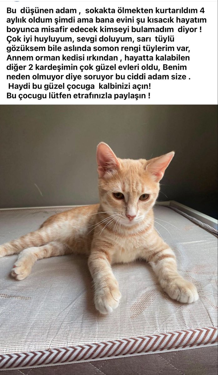 minkominkom's tweet photo. 4 aylık erkek, iç dış parazitleri yapıldı, çok sakin iyi huylu, somon rengi tüyleri var. Yer istanbul avrupa yakası, bu harika çocuk yuva arıyor 🙏🌿 

İletişim @MayaMiaTia https://t.co/JRk17BCQbU
