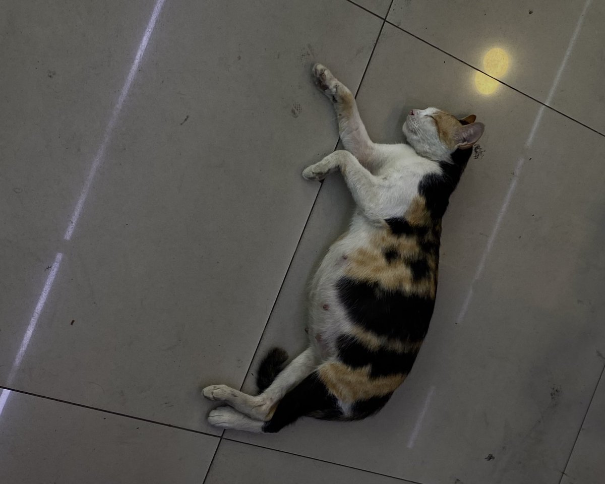 killedbyael's tweet photo. mood (🍈🐱) after a long day of activities in our IHT Program with #MrBobSuperSeru https://t.co/rYjSQST9uu