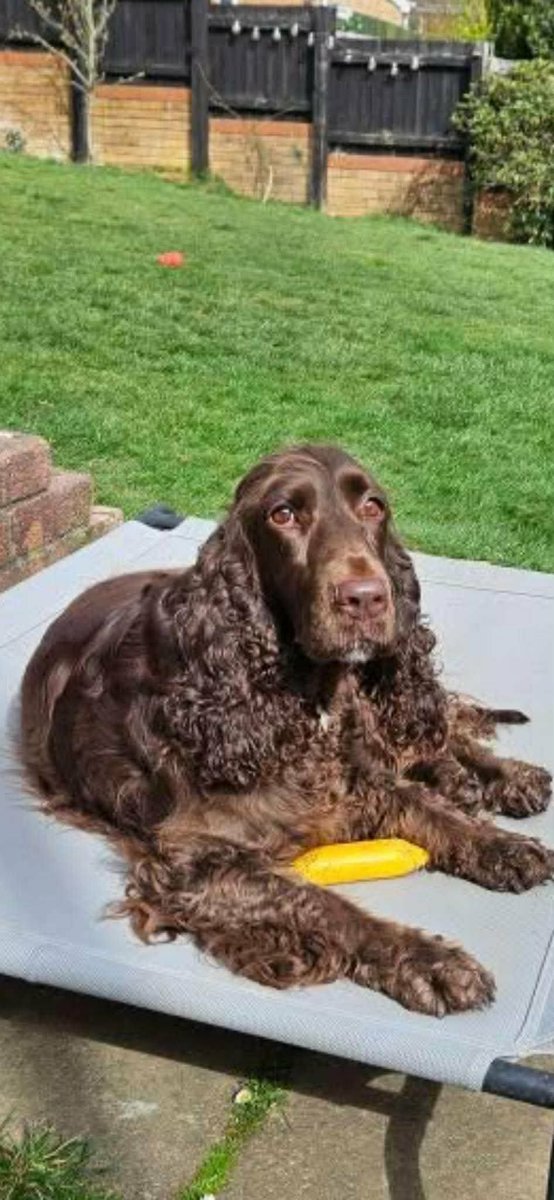 millypod1's tweet photo. π7 AUG 2026 #Lost Mali #ScanMe
ON HOLIDAY LOCAL HELP NEEDED.
Field Spaniel Female
Entrance to Forest Tracks...#Brockenhurst #SO42 #Hampshire
On holiday at the Bournemouth Dog show. On their campsite in a motorhome
https://t.co/rI3PL6foEE https://t.co/M9fWKVSbEt