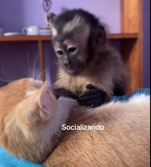 rockefoe's tweet photo. 🐒Capuchino:

> A monkey named "Capuchino" is going viral on TikTok for showing affection to his cat buddy.

> Nearly 4 million views on the viral post alone, and around 20 million views in total across multiple posts.

> You can tell how literally obsessed people are by Capuchino just by looking at the comments section.

Viral video on TikTok (2 days old): https://t.co/nXPY3lFvlx

TikTok:
https://t.co/mnG9HjoQ4Y

Instagram: https://t.co/vUbporYEzN