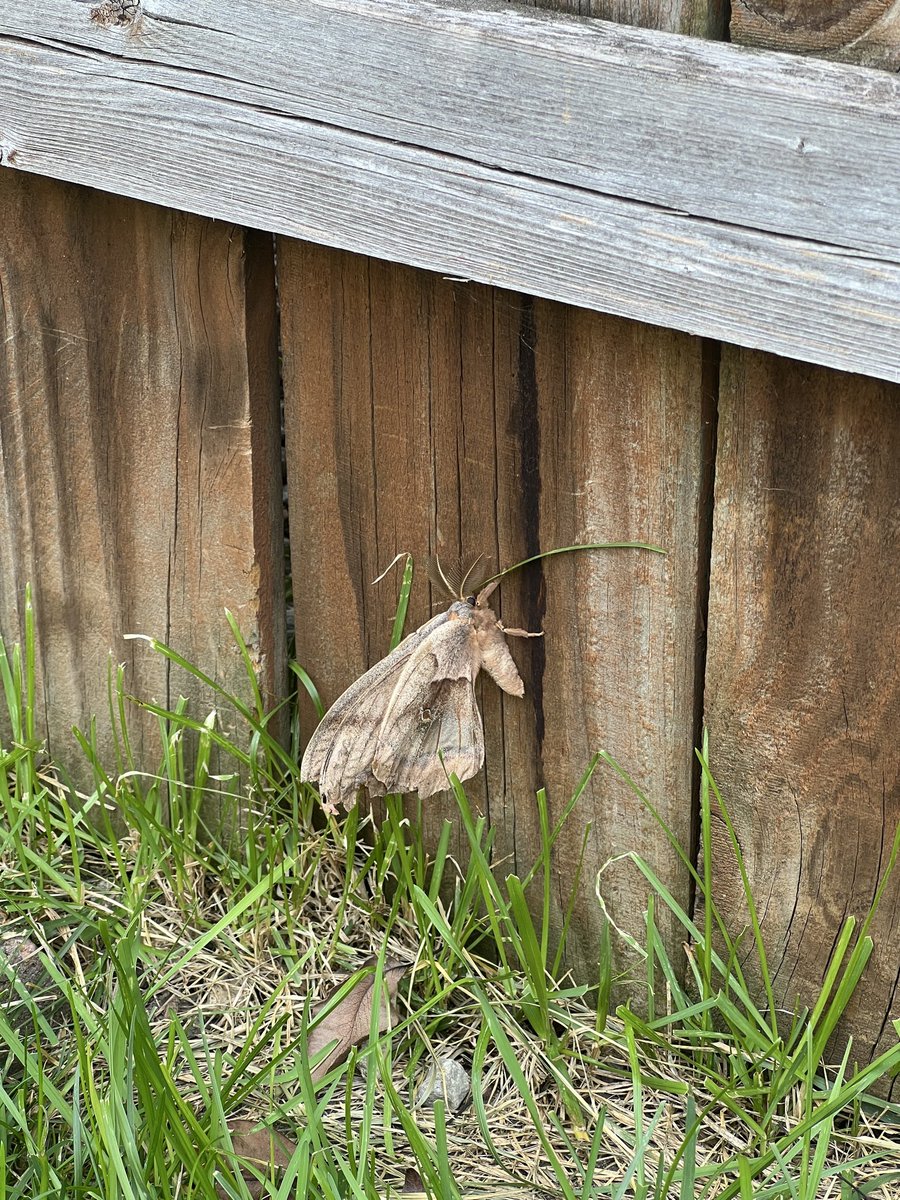 michaeloliss's tweet photo. @rickygervais I couldn’t get through the first episode. It was just too offensive. This is my moth. https://t.co/hLMk5ZGyDY