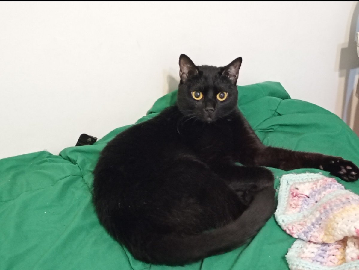macaroney_'s tweet photo. HAPPY INTERNATIONAL CAT DAY EVERYNYAN https://t.co/GkXZbAAk1K
