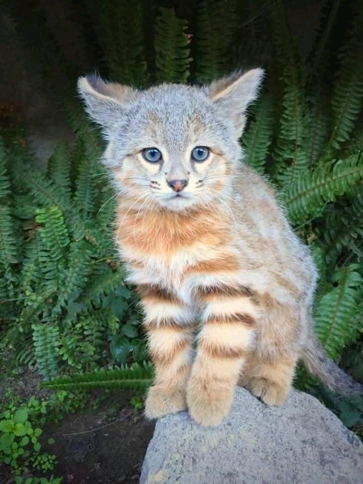 Hana_b30's tweet photo. A rare Pampas cat, also known as a colocolo, that lives in the forests of Chile.
With fewer than 100 individuals left in the wild, experts call Muñoa's pampas cat one of the most endangered felines in the world and warn it go extinct within 10 years as its natural habitat is cleared for cropland.