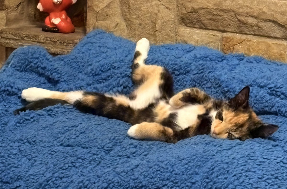 yorkshirerose83's tweet photo. Happy international cat day 💜 https://t.co/lfyR5NfOkt