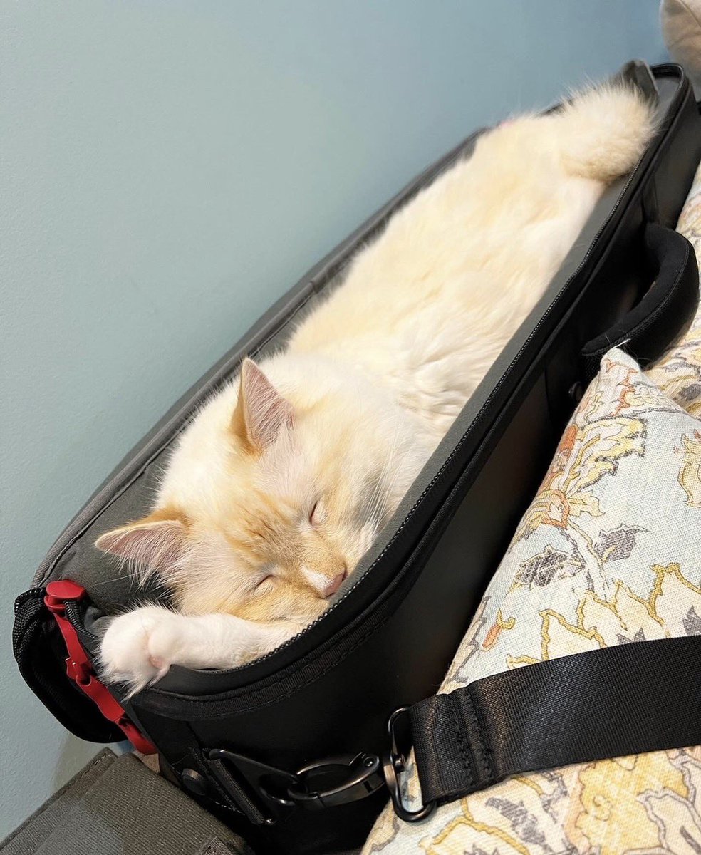 TomoJustFunky's tweet photo. Dexter and Max love @DaddarioandCo XPND case very much❤️🩵💚💛🩷 Happy National Cat Day 🐱everyone💚💛🩷❤️🩵🐱
#daddario #xpnd #nationalcatday #ragdolllove @NationalCatDay https://t.co/QPXNWwQBcL