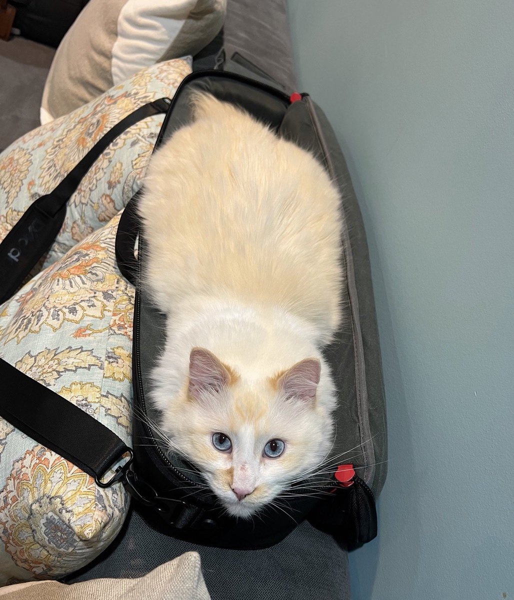 TomoJustFunky's tweet photo. Dexter and Max love @DaddarioandCo XPND case very much❤️🩵💚💛🩷 Happy National Cat Day 🐱everyone💚💛🩷❤️🩵🐱
#daddario #xpnd #nationalcatday #ragdolllove @NationalCatDay https://t.co/QPXNWwQBcL