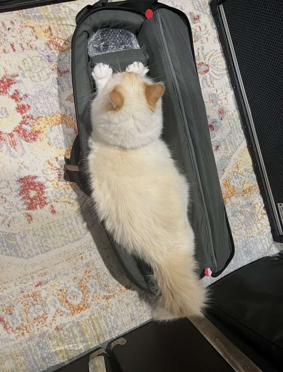 TomoJustFunky's tweet photo. Dexter and Max love @DaddarioandCo XPND case very much❤️🩵💚💛🩷 Happy National Cat Day 🐱everyone💚💛🩷❤️🩵🐱
#daddario #xpnd #nationalcatday #ragdolllove @NationalCatDay https://t.co/QPXNWwQBcL