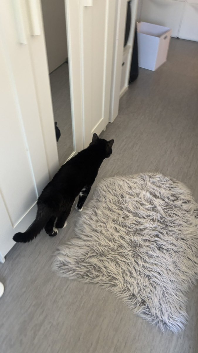 taentoffel's tweet photo. 세계냥이의날에 냥이와 🐈‍⬛ https://t.co/MDE77kKf6C