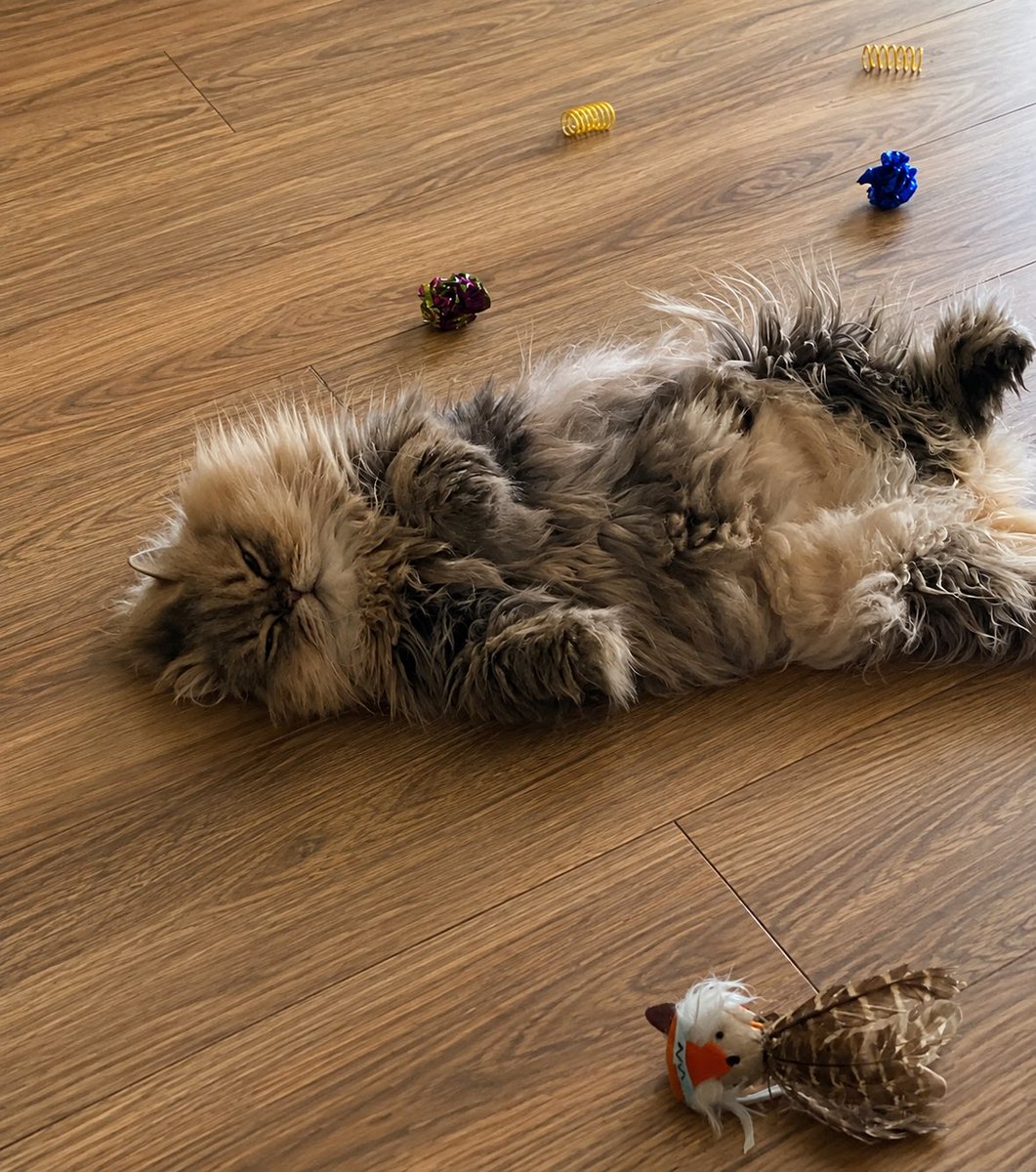 sharoncami1's tweet photo. Happy Caturday 😻

#caturday #cat #CatsofTwittter #cats #persiancat https://t.co/cy08cPsjlF