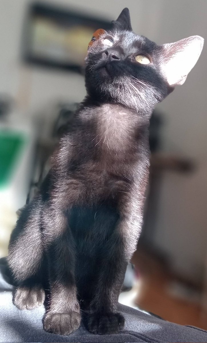 JaimebluesRNB's tweet photo. Creo que él tiene su #DiaDelGatoNegro pero nimporta #FelizDiaDelGato, negrito hincha pelotas. Desderechado de mi alma... Compañero fiel e incondicional...
#Hendrix (📸 de 2022) https://t.co/ttjfi5eCQr