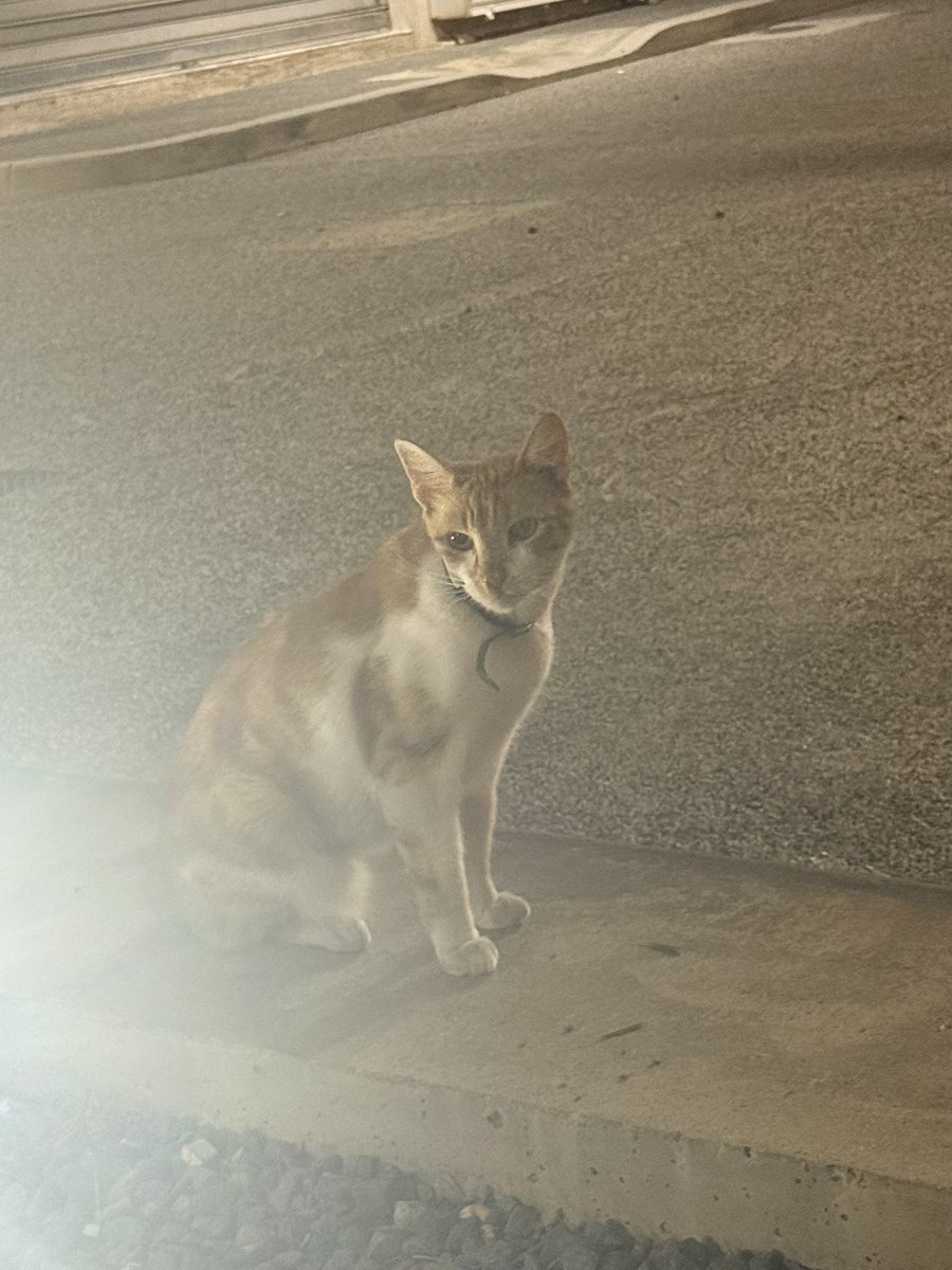 MoreHotPies's tweet photo. apologies for disappearing im currently on holiday! (flying back tomorrow..)  have a cat picture!! https://t.co/fBAjiXrL7s