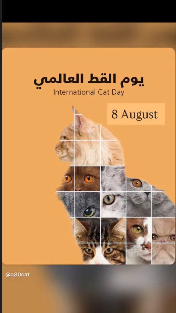 princess2ari's tweet photo. 🐈‍⬛🐾♥️

من يوم أشوفك يطير النوم من عيني
والعين يا خلي من شوفتك دوم سهرانه 

وليفي الأليف مارشميلو و كاندي و بون بون ♥️🐾

🐈🐾♥️

#الكويت 
#يوم_القطط_العالمي 

كل عام وكل مياو🐈‍⬛🐾🐈 بالعالم بخير ♥️♥️ https://t.co/oYTYdAtjtT