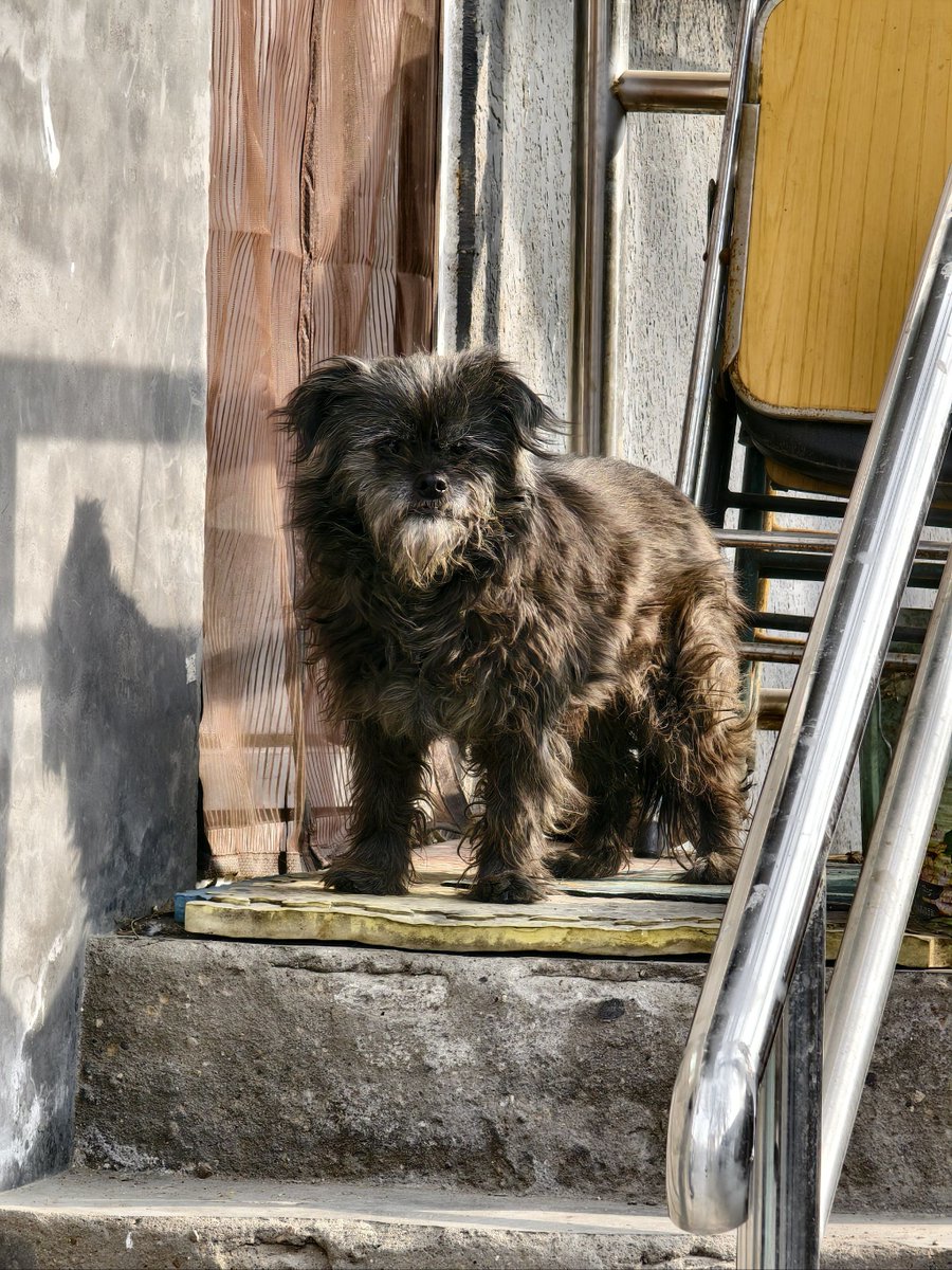 mnskhann's tweet photo. From tiny ball of fluff to walking chaos u0026 joy—our pup Mochi hit 6 months today! Growth isn’t just in size, it’s in all the wet nose kisses. https://t.co/hXwDUH7bUN
