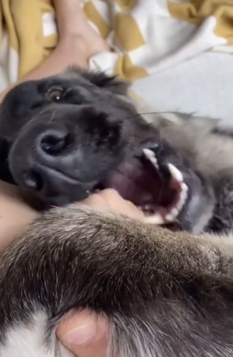 Miahub247's tweet photo. Something a little sweeter just landed… 😏🖤
Come closer, stay curious, and let me give you a reason to keep coming back. ✨💕
https://t.co/KHNWvFUIJ1

#Dogs #DogLovers #germanshepherd 
#usa https://t.co/FqdUmcaRYk
