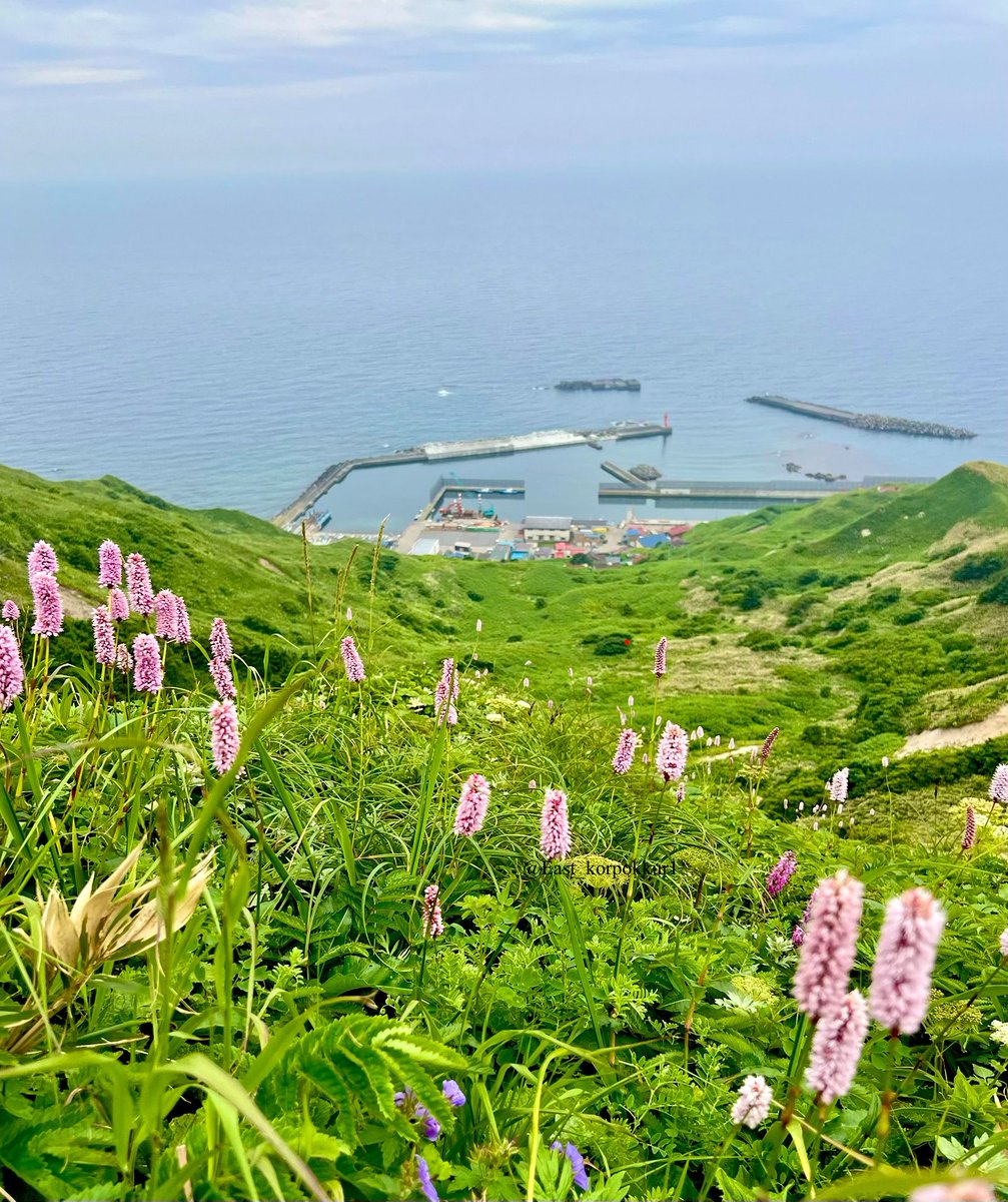 East_korpokkur1's tweet photo. 礼文島、素敵だった✨ https://t.co/Rz9PfDdAbb