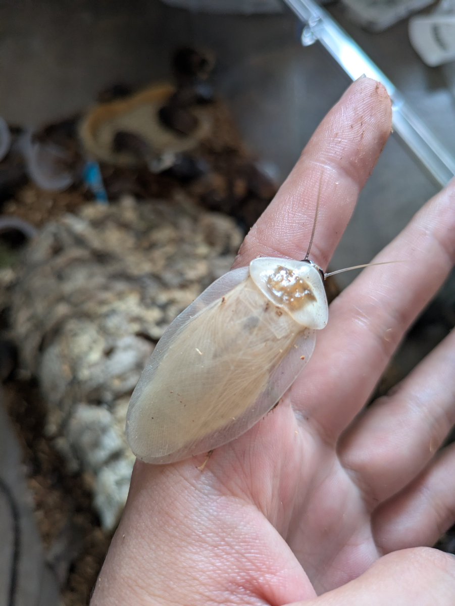 G_M_Valkyrie's tweet photo. @philopon_vespa おめでとうございます！
末永く、今後も生き物たちとお幸せに！ https://t.co/vEbxbvUIni