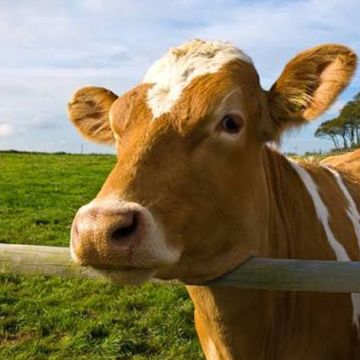 bosunatiklama's tweet photo. Güney Kore'de vegan bir içerik üreticisi, 14 yıl sonra ilk defa et yedi.

"Etin tadı çok güzeldi. Zaten kilo vermek için vegan olmuştum." https://t.co/Tm8ukSVRgm
