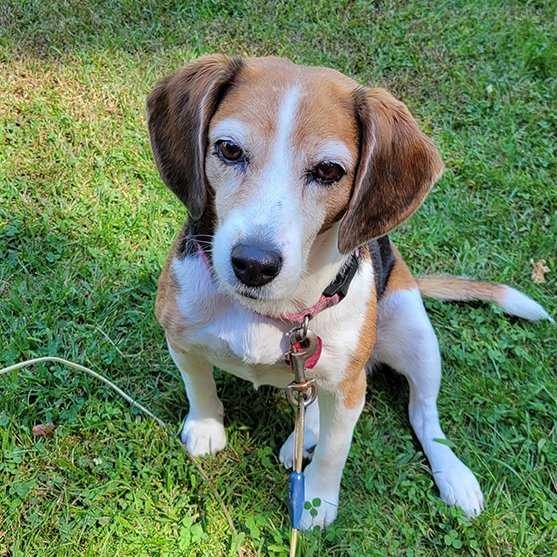 BONESbeagles's tweet photo. ⏰ LAST CALL! Just ONE DAY left to submit your beagle photos for our 2027 #Calendar📸🐶Entries close Sunday, August 9th at 11:59 PM. Every $5 entry directly supports rescue pups in need!📲 Make sure photos are 1.5MB+ and submit on our website today!🐾#BeagleRescue #DogCalendar https://t.co/z5RCE1wB8c