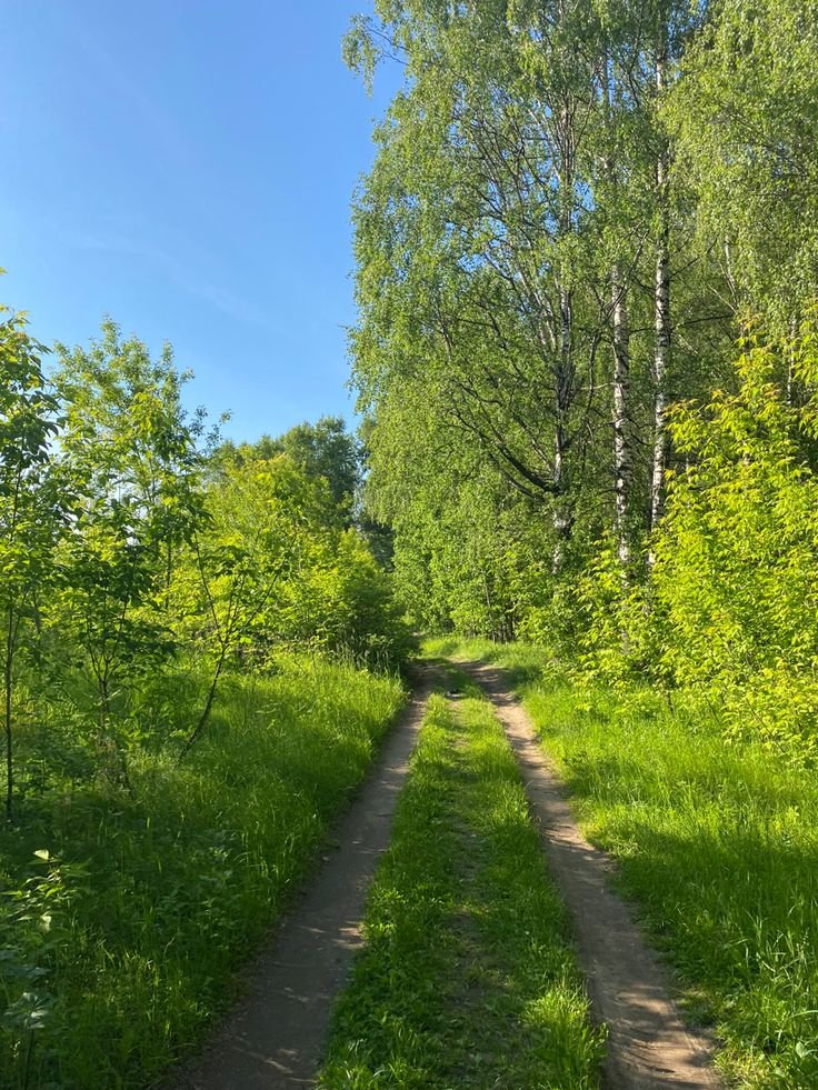 purelivn's tweet photo. green paths.. therapy https://t.co/x1L0agOh5W