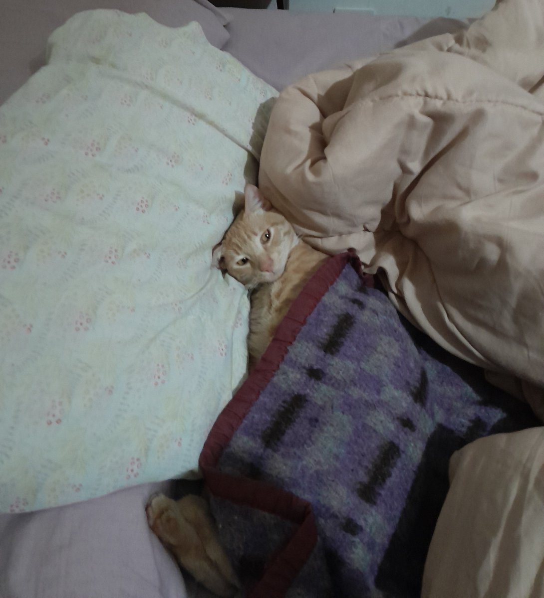 corderosatados's tweet photo. le fui a dar un beso a mi hijo antes de ir al laburo como de costumbre y el tipo estaba así, lo que es la vagancia.. https://t.co/MUriMMzhta