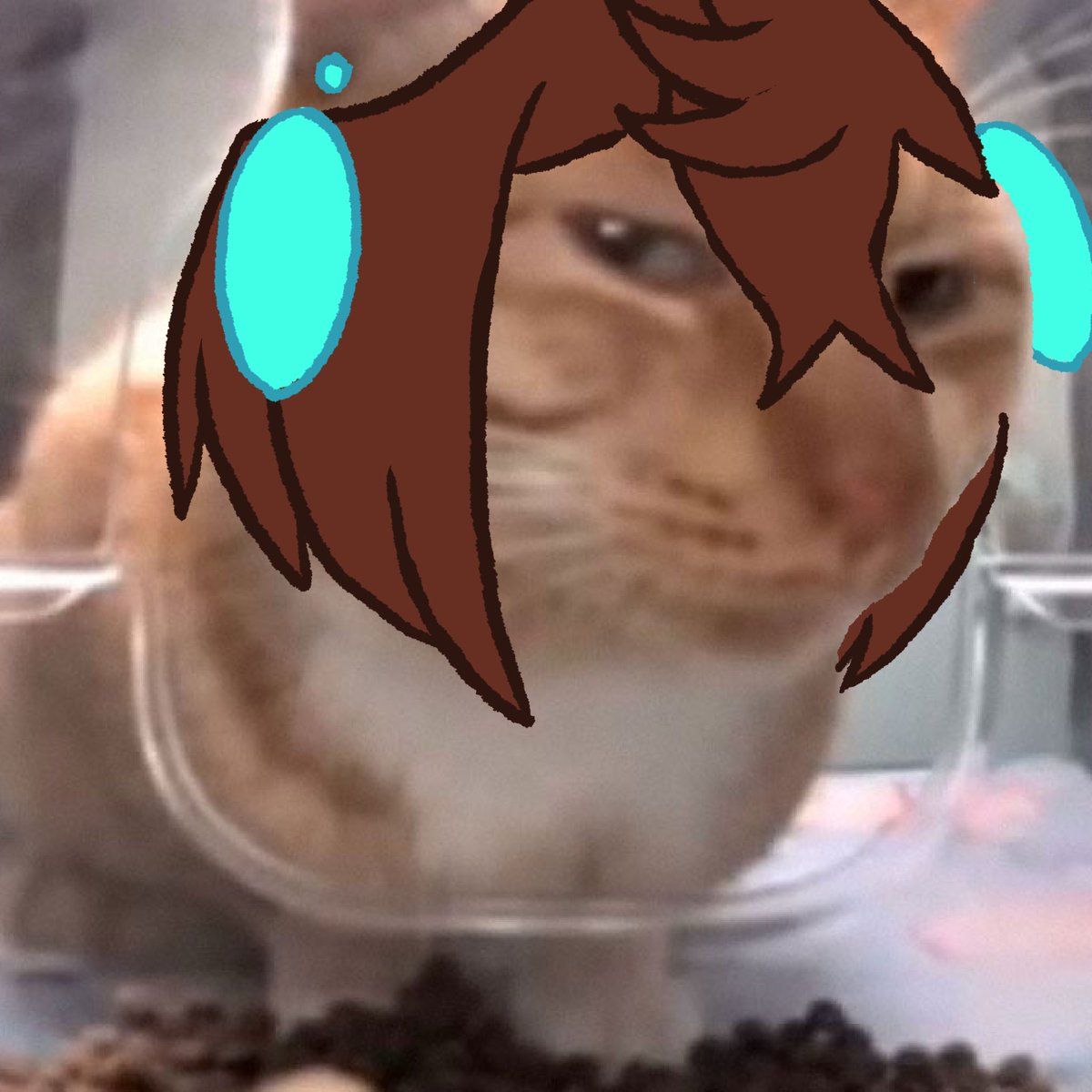finchbites's tweet photo. I was going to put clothes but it looked a little off with them so take cat momo and dog okarun https://t.co/Gt8FNf6le1