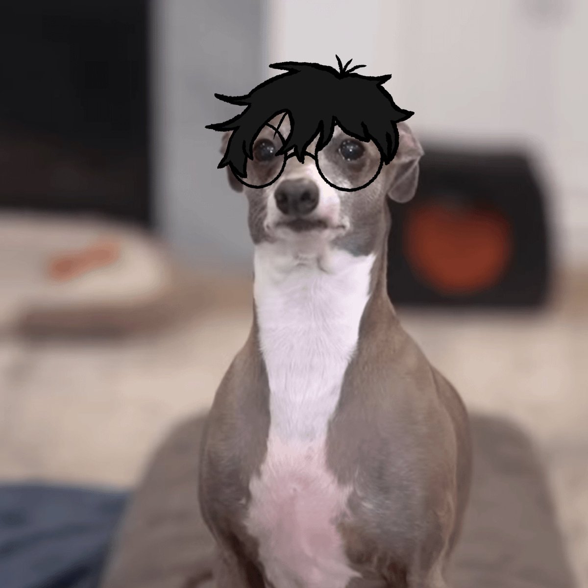 finchbites's tweet photo. I was going to put clothes but it looked a little off with them so take cat momo and dog okarun https://t.co/Gt8FNf6le1