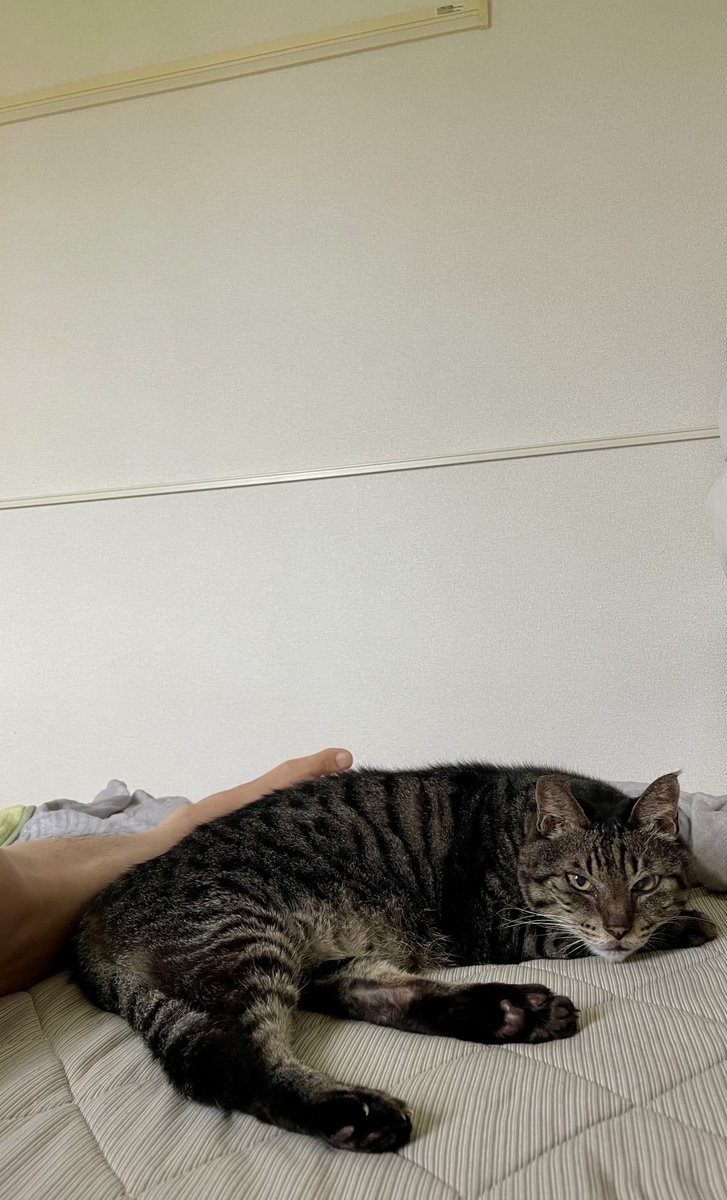 augnaoki's tweet photo. 足元で寝てた🐈‍⬛ https://t.co/QxzrVQfMln