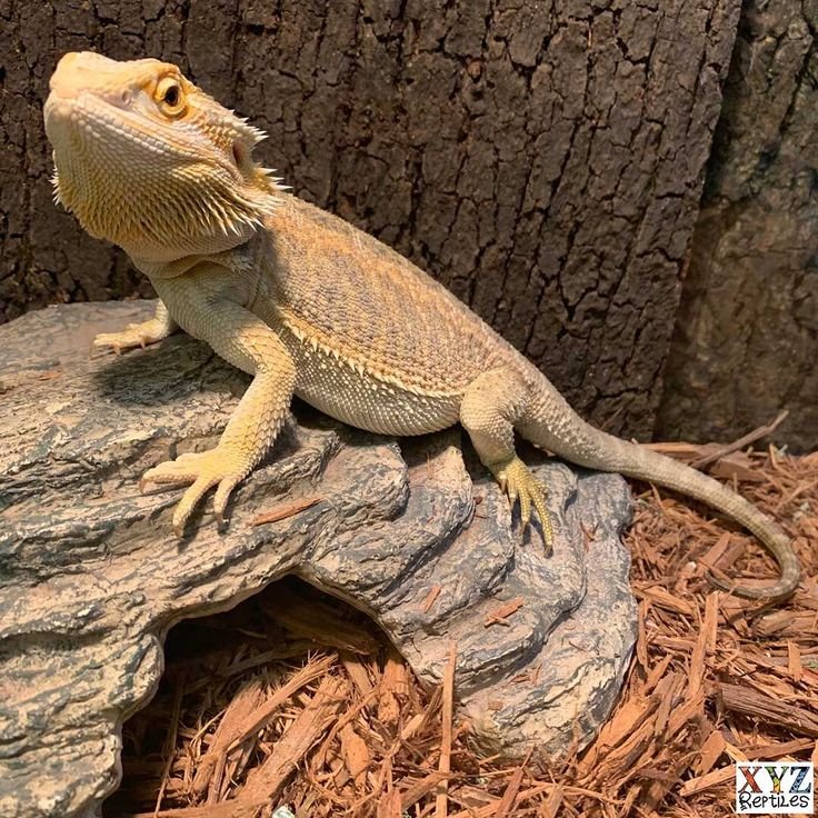 reeijiro's tweet photo. 🌹 ◞ #bkkr #krbk headcanon !
The idea of Eijiro LOVING reptiles and begging Katsuki to get a bearded dragon and name him Rocky but Katsuki kept saying no all the time because he hated reptiles. Eijiro getting Rocky anyway and Katsuki hiding a smile whenever rocky climbed his arm https://t.co/r47g3JbJKU