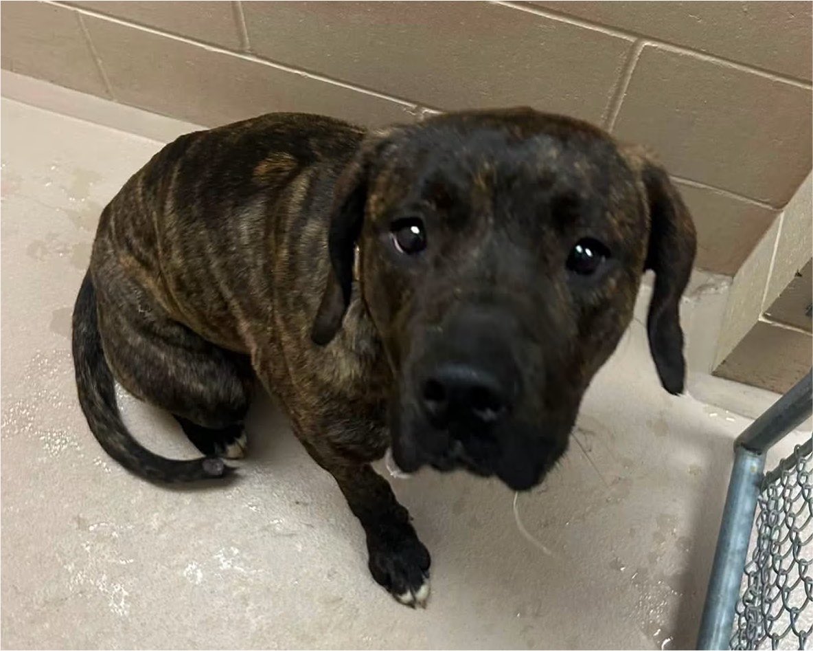 Disaster_Zones's tweet photo. #WisconsinTornadoes 

Found Pup:

Found near South Koals Street in Grand Chute. If you are the owner, please call (920) 733-1717 using the Pet ID# A0061519685. T.Y! https://t.co/R9QNo4lsSR