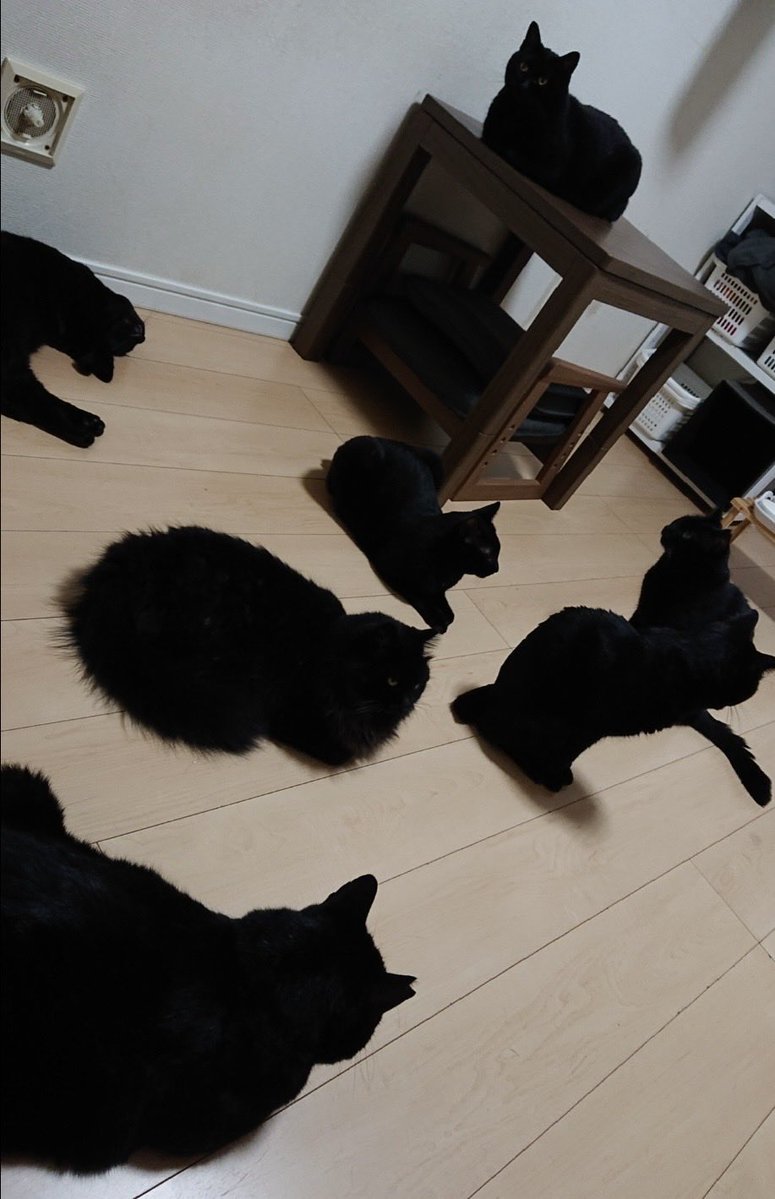 arca20220921's tweet photo. くろねこおちてる https://t.co/gKQbh8f1qM