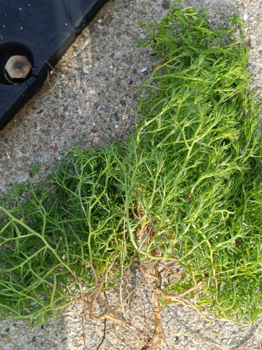 kinngyo517's tweet photo. ちょい移動〜。
小魚めっちゃいてる。小アジなんかなぁ？
あと、オカヒジキ見つけた！
波で根が掘り起こされてたのでもらって帰る〜♪
生えてたら少し分けてもらおうとは思ってたけどまさかこんなに大量に拾えるとは思わんかった笑 https://t.co/gtfrMViDJS
