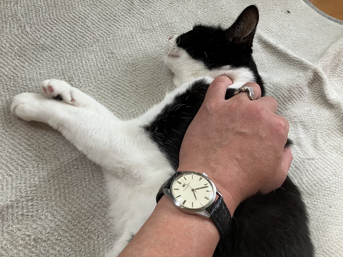 acim_miracles01's tweet photo. ハチワレの日から
89の日♡
#iwc 
#oldinter 
#cal89 https://t.co/r6KpwRNTYA