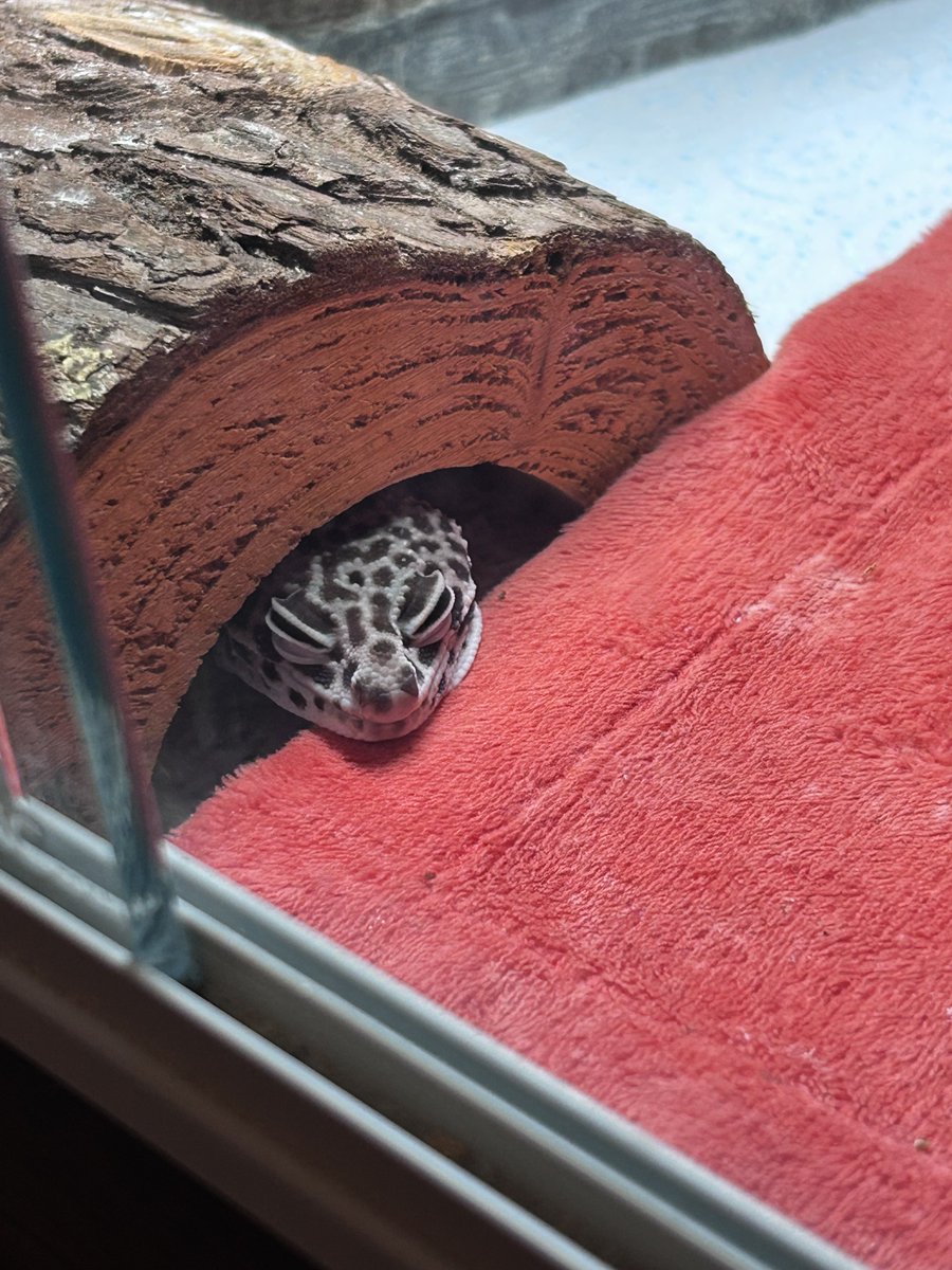 Pigeonberry_'s tweet photo. My girl was doing a hecking good snooze the other evening https://t.co/05v5MinzKp