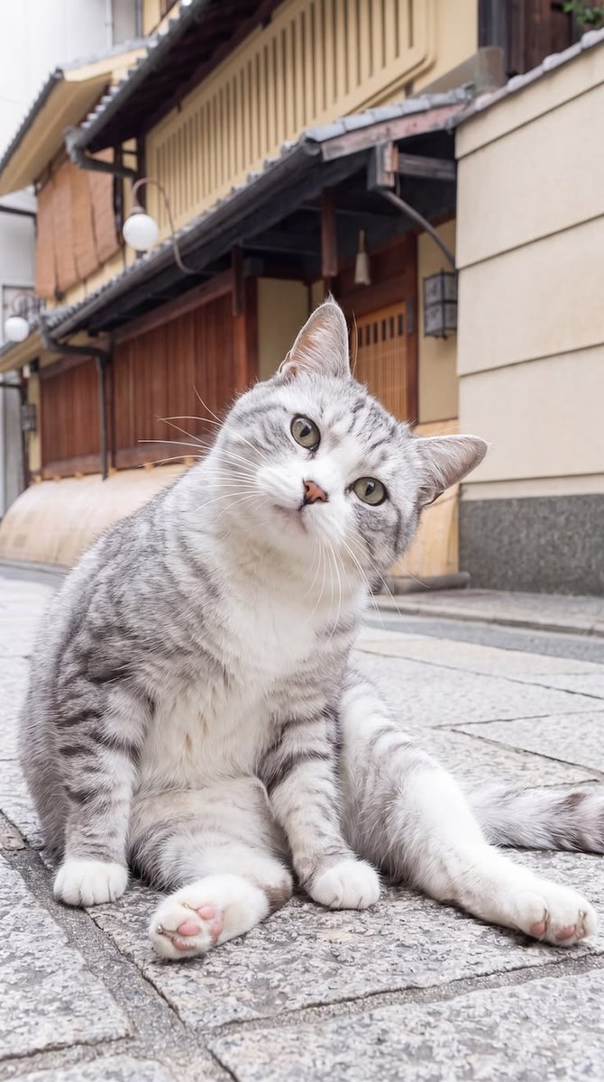 Jesse2258's tweet photo. Happy International Cat Day 
Hug a cat (if they let you). https://t.co/wVCxq7Qkks