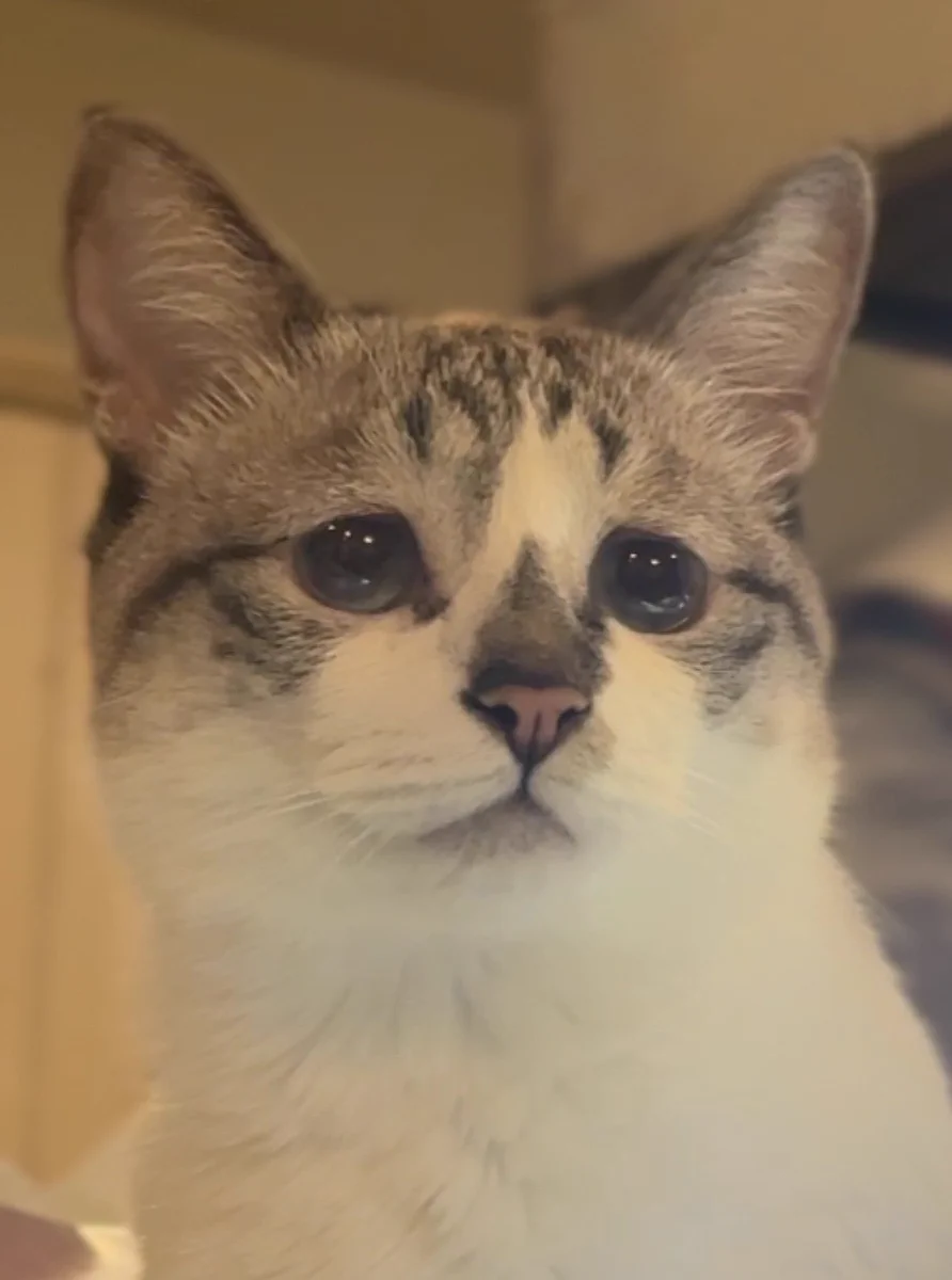ぴえん猫ミント (@piennekomint) / X