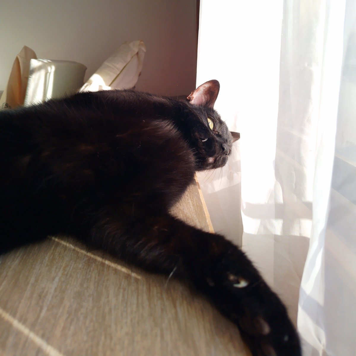 BelenCoronel97's tweet photo. It's International Cat Day!

#CatLover #BlackCat https://t.co/q0vQk2gqJg