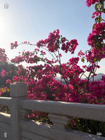 thedudis's tweet photo. Bask in the serene and lovely morning sights of Disney paradise. Crisp morning breezes, gentle sunbeams, and tranquil landscapes set the stage for a leisurely, enchanting day of fairy-tale adventures.🐕🦺Complementary parking area available. https://t.co/EALV4UdCSq