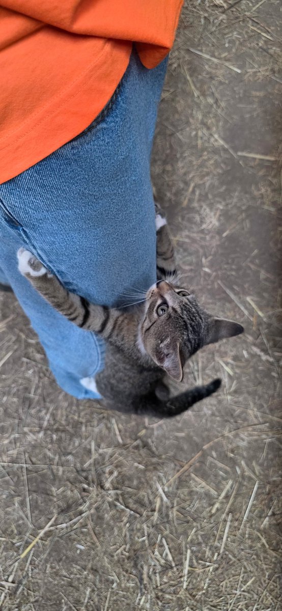 Mane_Characters's tweet photo. We interrupt your day to bring you this adorable, demanding, heart-grabbing four-socked kitty!
We’re pretty sure she’s decided we are her people.
Soon, she’ll get her name.
#isthatyou 💜
#sentbySpirit 💜 https://t.co/klqQCSTICe