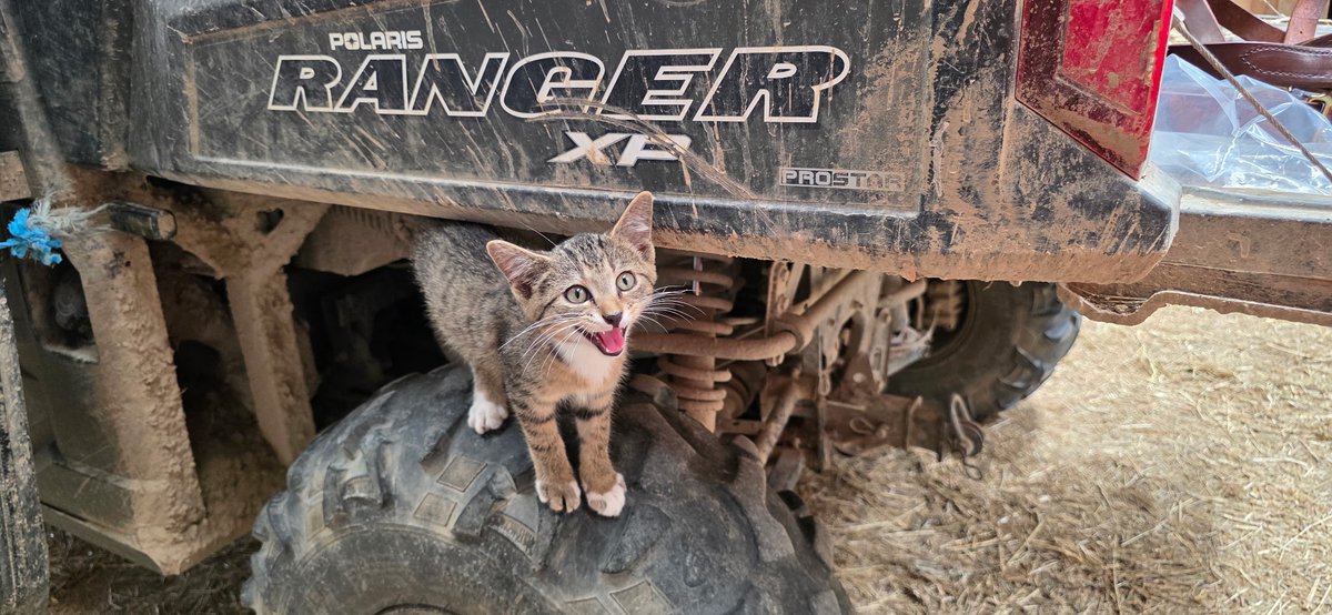 Mane_Characters's tweet photo. We interrupt your day to bring you this adorable, demanding, heart-grabbing four-socked kitty!
We’re pretty sure she’s decided we are her people.
Soon, she’ll get her name.
#isthatyou 💜
#sentbySpirit 💜 https://t.co/klqQCSTICe