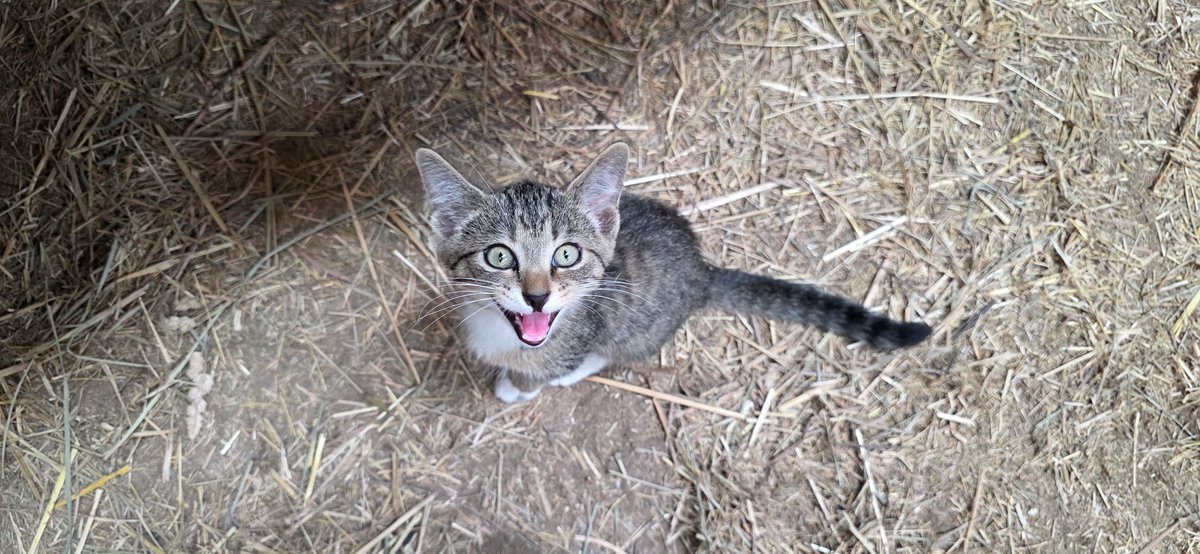 Mane_Characters's tweet photo. We interrupt your day to bring you this adorable, demanding, heart-grabbing four-socked kitty!
We’re pretty sure she’s decided we are her people.
Soon, she’ll get her name.
#isthatyou 💜
#sentbySpirit 💜 https://t.co/klqQCSTICe