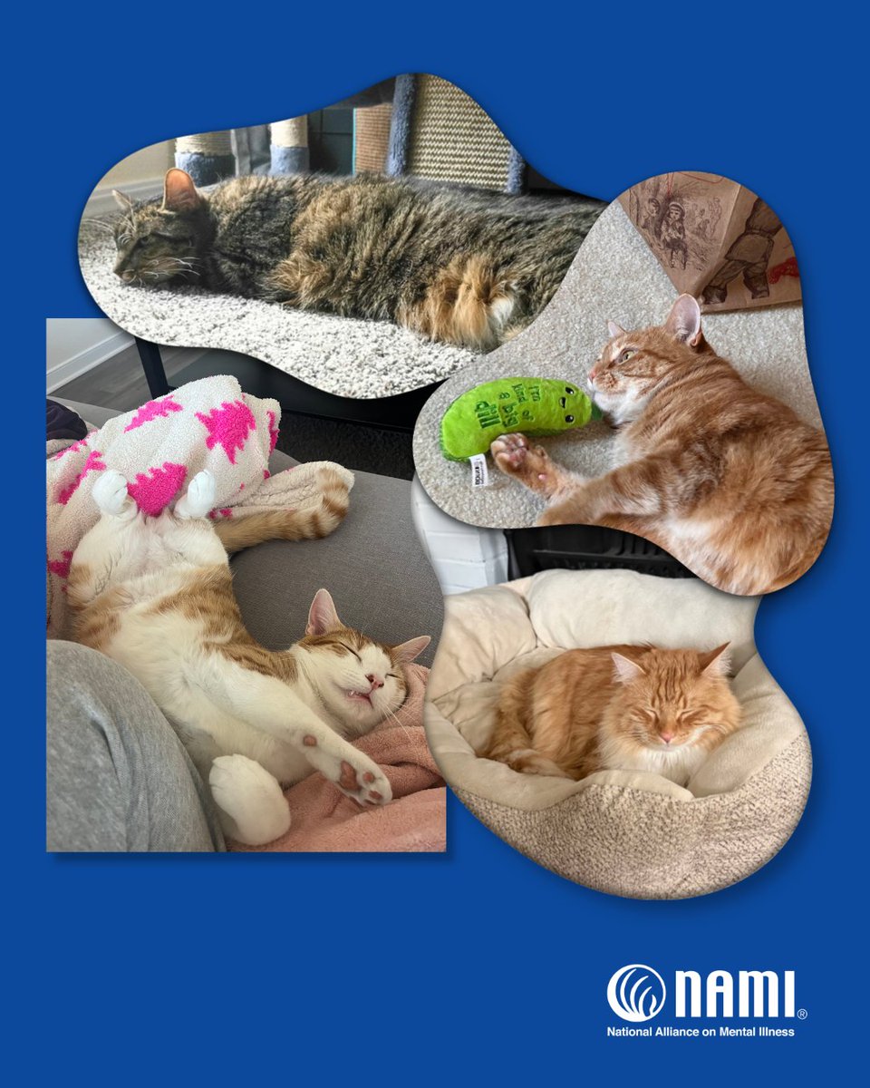 NAMICommunicate's tweet photo. Nobody is better at prioritizing rest than the pets in our lives 🧡 During #NationalWellnessMonth, follow in their pawprints by slowing down. Rest can help your mental health by reducing stress and creating space for recovery and renewal.

For inspiration, swipe to see some of our cutest NAMI staff members in honor of #InternationalCatDay! 🐱