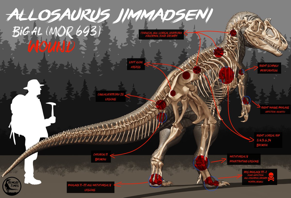 TimesRemot3915's tweet photo. Aquí he hecho un porster señalando las lesiones óseas que tuvo en vida Big Al, sacado del estudio que hizo Rebeca Hannah en 2002. He disfrutado mucho creando este esqueleto y el modelado del Allosaurus. https://t.co/iSrkkJcaE2