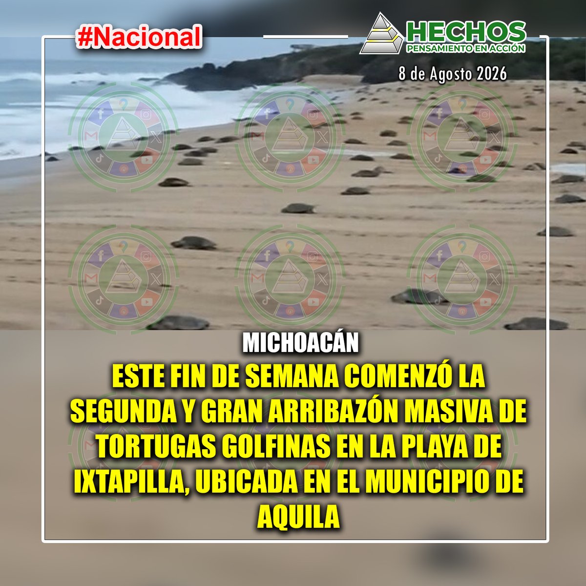hechoscolima's tweet photo. Michoacán: Este fin de semana comenzó la segunda y gran arribazón masiva de tortugas golfinas en la playa de Ixtapilla, ubicada en el municipio de Aquila
#hechoscolima https://t.co/Rd9pyq7Cq3