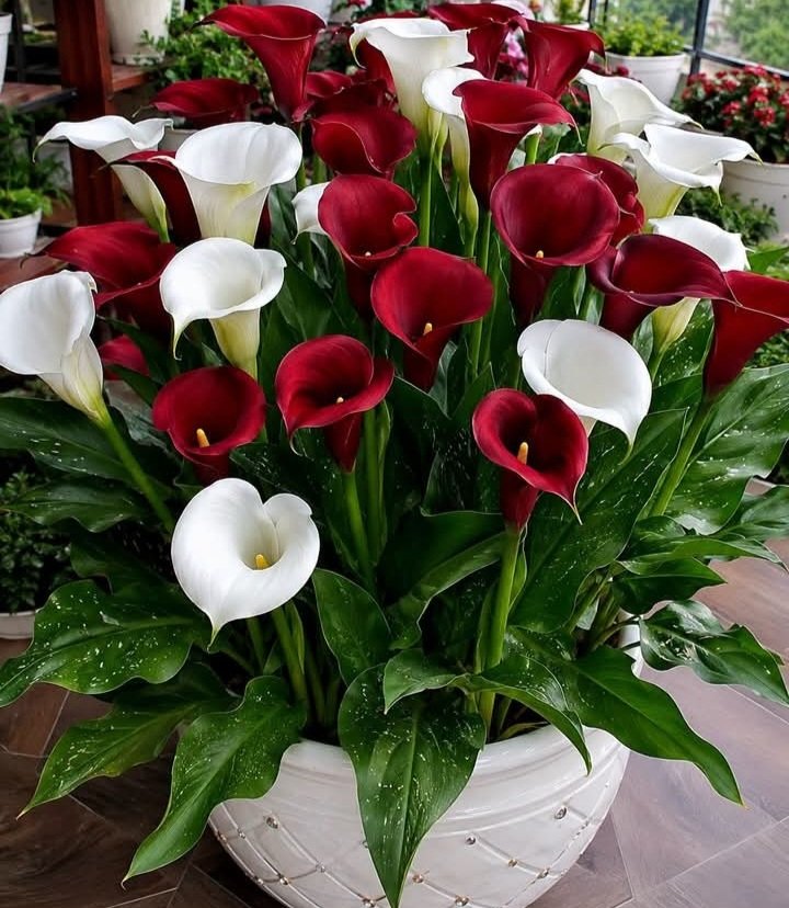 LinaSil09806213 tweet picture