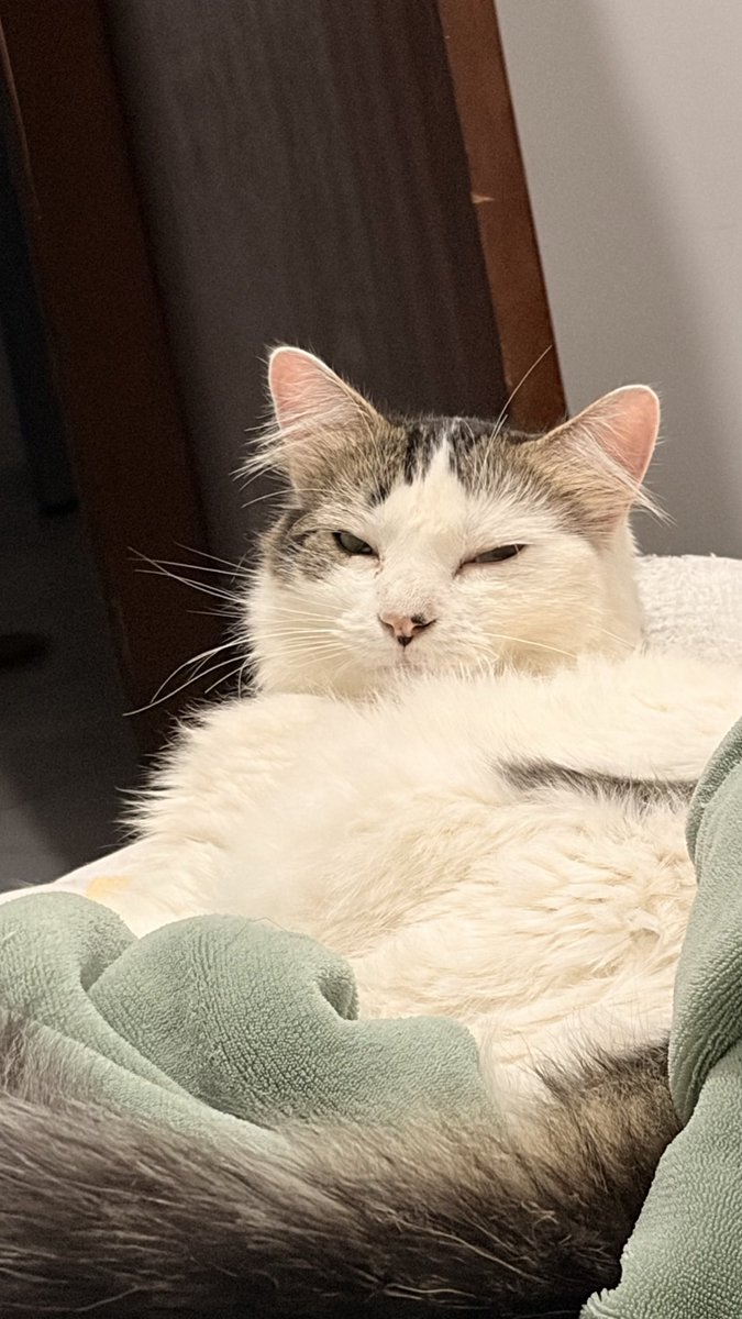 naalish_'s tweet photo. esse eh o max
raça: gato gordo
características: gordo, mudo, preguiçoso dos olhos remelentos https://t.co/29XNbqXbyx