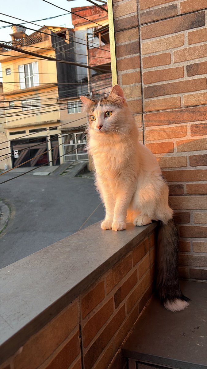 naalish_'s tweet photo. esse eh o max
raça: gato gordo
características: gordo, mudo, preguiçoso dos olhos remelentos https://t.co/29XNbqXbyx
